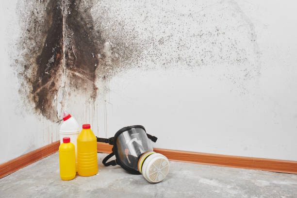 Best Commercial Mold Removal  in St James City, FL