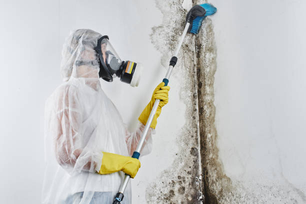 Best Office Mold Removal Services  in St James City, FL