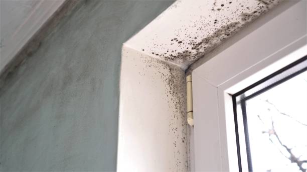 Best Commercial Mold Removal  in St James City, FL