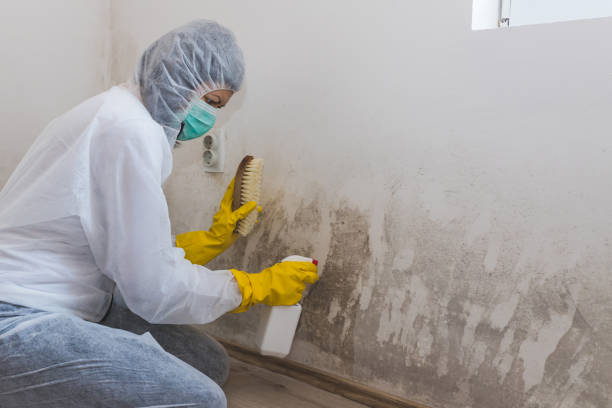 Best Residential Mold Removal  in St James City, FL