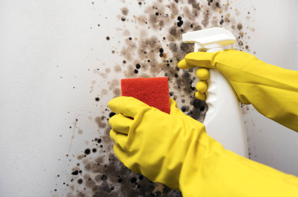 Best Fast Mold Removal  in St James City, FL