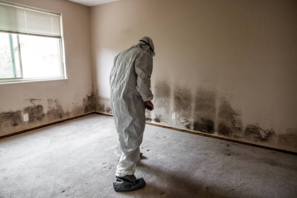 Best Same-Day Mold Removal  in St James City, FL