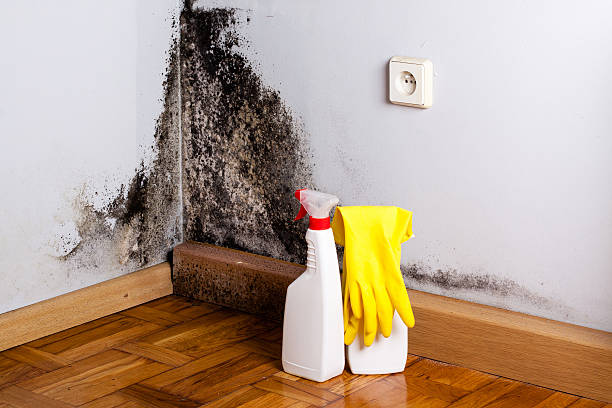 Mold Testing and Removal in St James City, FL
